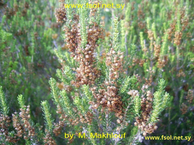 Erica manipuliflora Salisb.